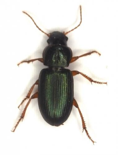 Réf. 204 135 : Ophonus azureus